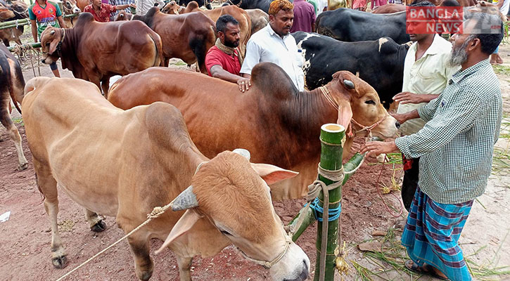 সৈয়দপুরে কোরবানির হাটে গরু বিক্রি কম, দাম নাগালে